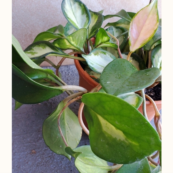 Hoya Krimson Princess 5" pot - Picture 5 of 5